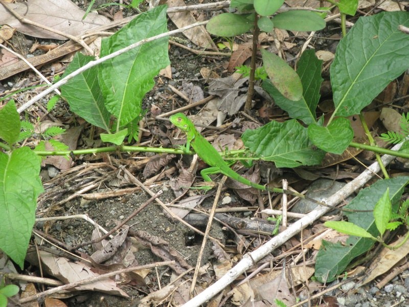 Jimenez comoflouge green lizard